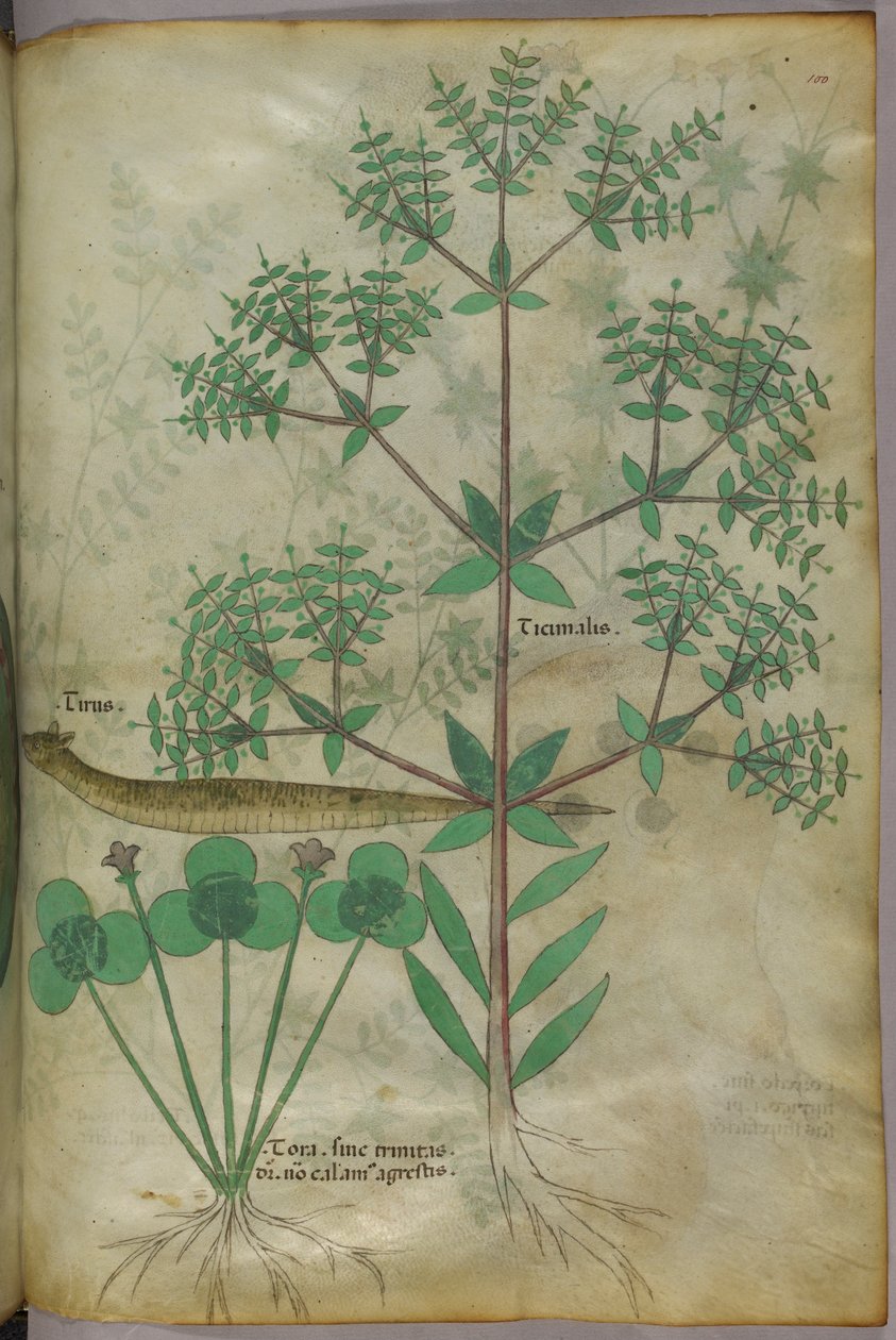 Botanical illustration of plants with an animal, c.1440 by Italian School