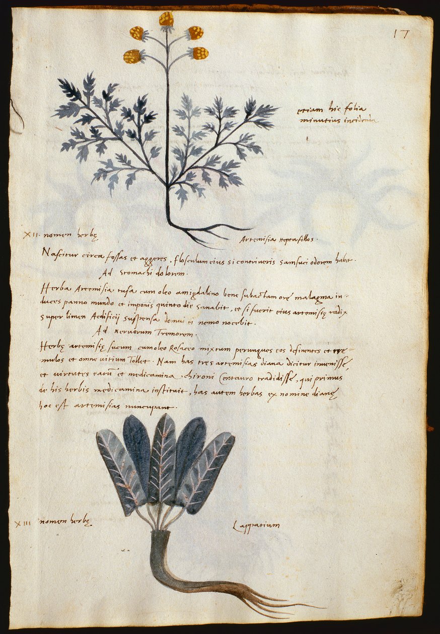 Cod. CCXXXVII Artemisia and lapparium, medicinal plants from a 