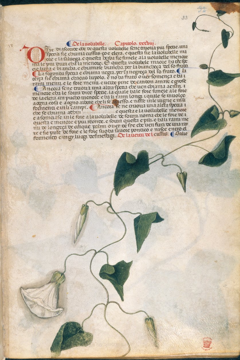 Convolvulus Plant, illustration from 