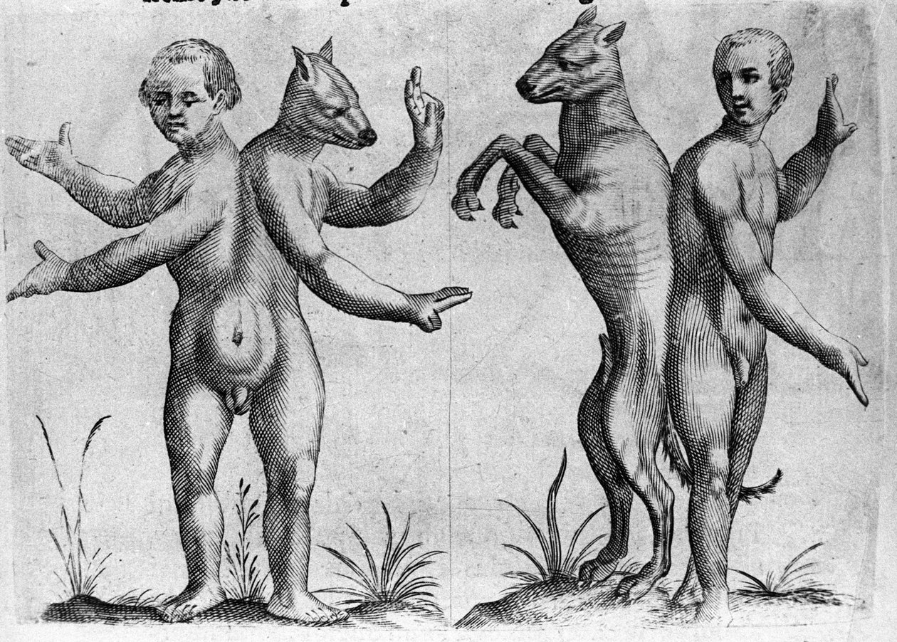 Different types of human monsters: two creatures with double bodies, half man and dog (Siamese). Engraving from 