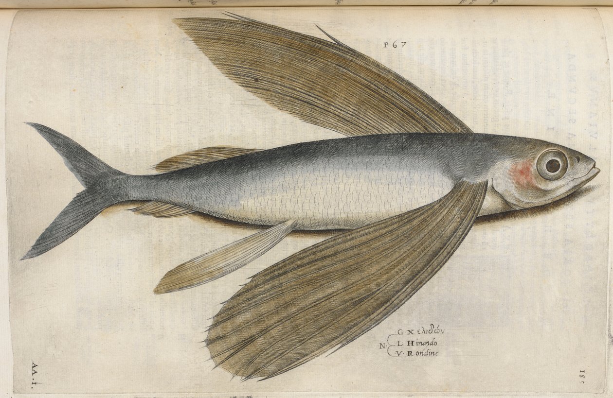 Flying fish, illustration from 