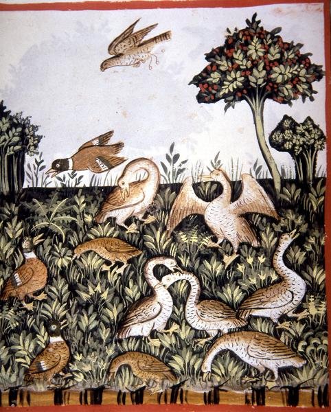 Ducks and Geese, illustration from 