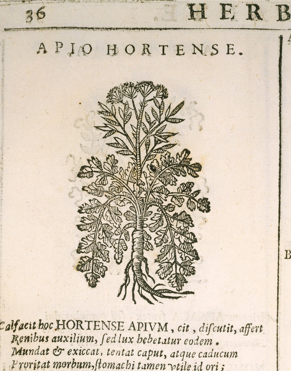 Garden Parsley (Petroselinum crispum), engraving by Castore Durante by Italian School