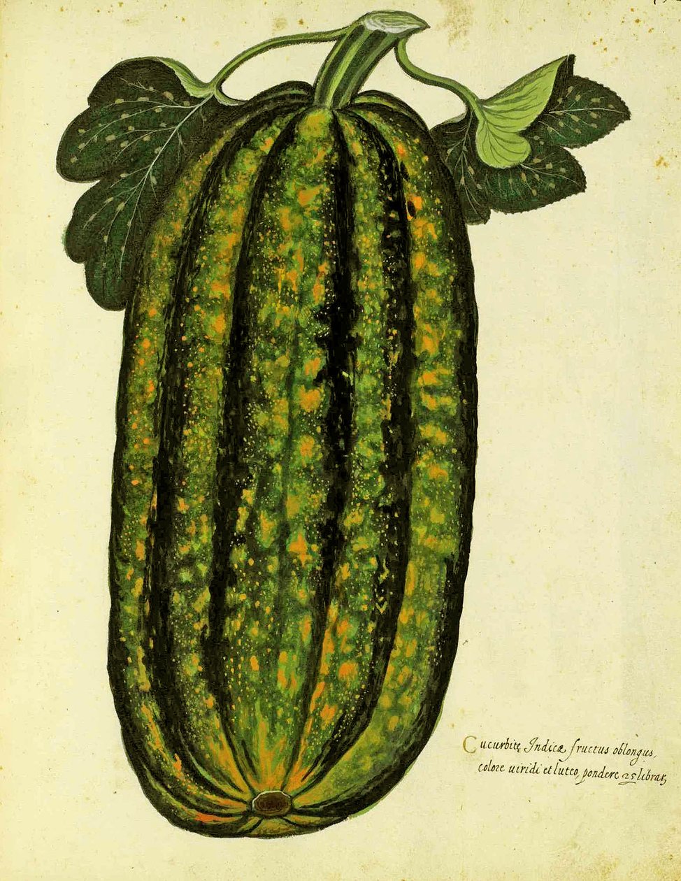 Green Oblong Squash by Ulisse Aldrovandi, Plate Published in Piante Fiori Frutti by Italian School