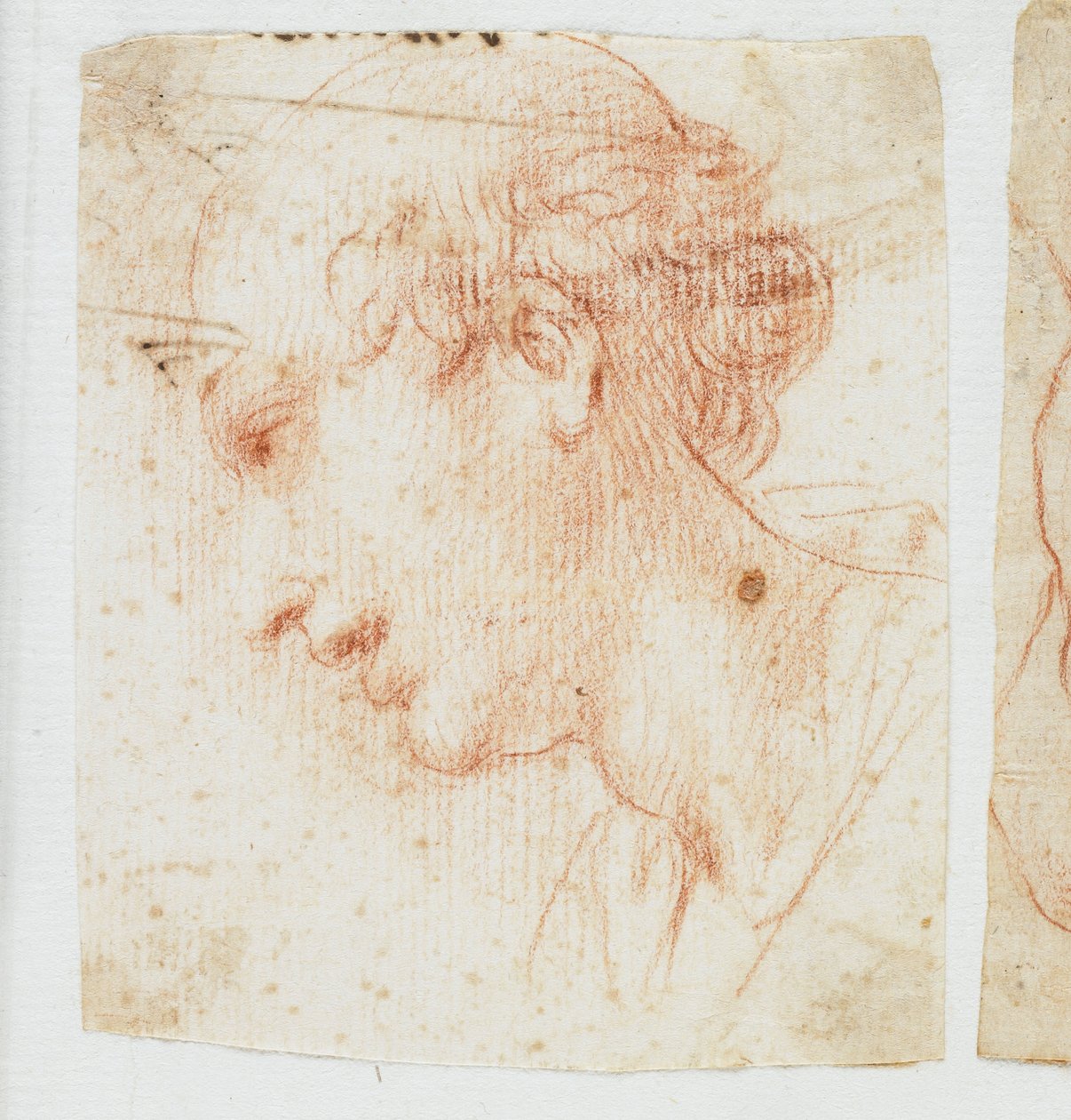 Head of a Young Man in Profile by Italian School