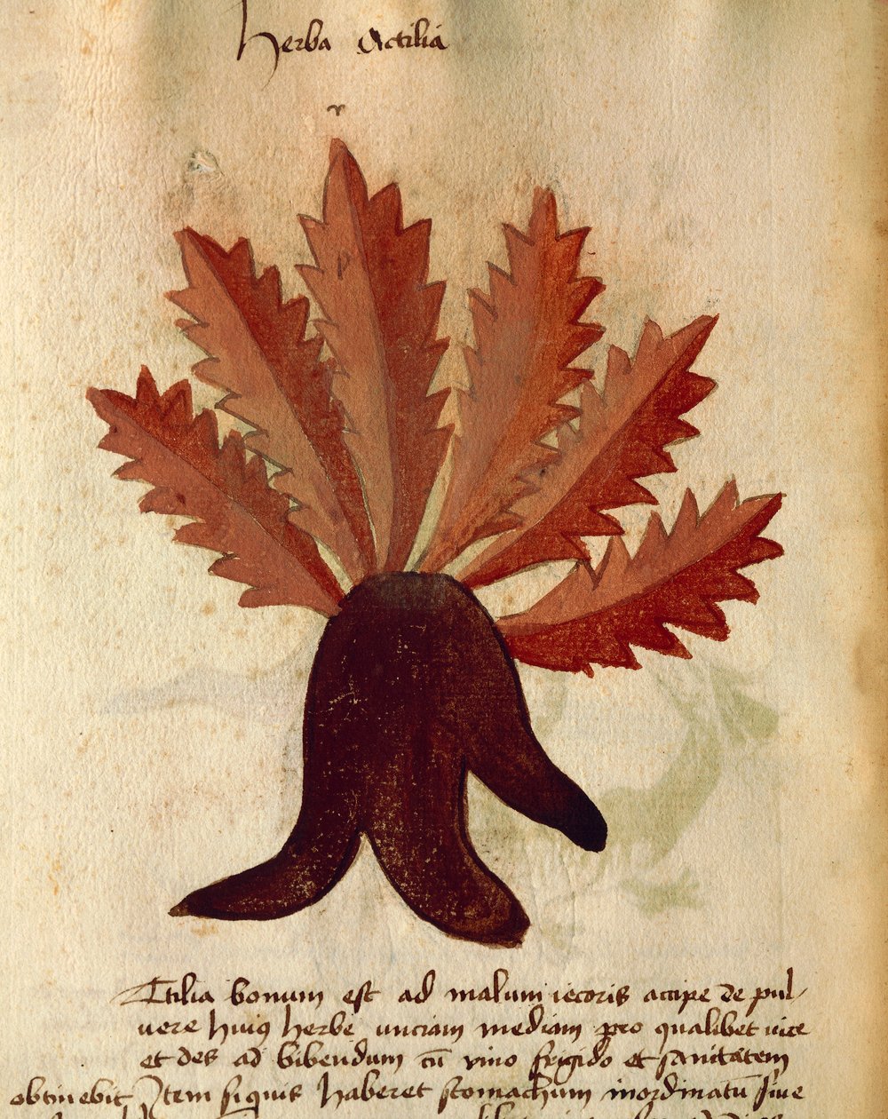 Herba Actila by Italian School