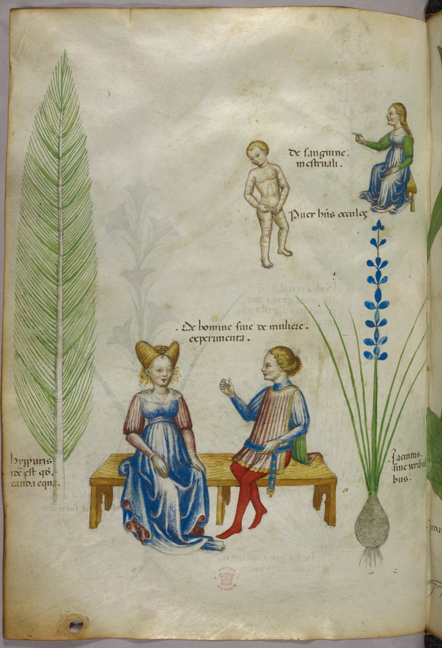 Illustration of field horsetail [hyppuris], and iris [? jacintus]; figures representing aspects of human sexuality, c.1440 by Italian School