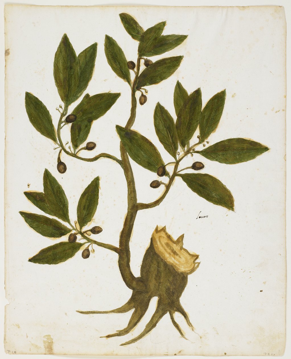 Laurel Tree (Laurus nobilis) by Italian School