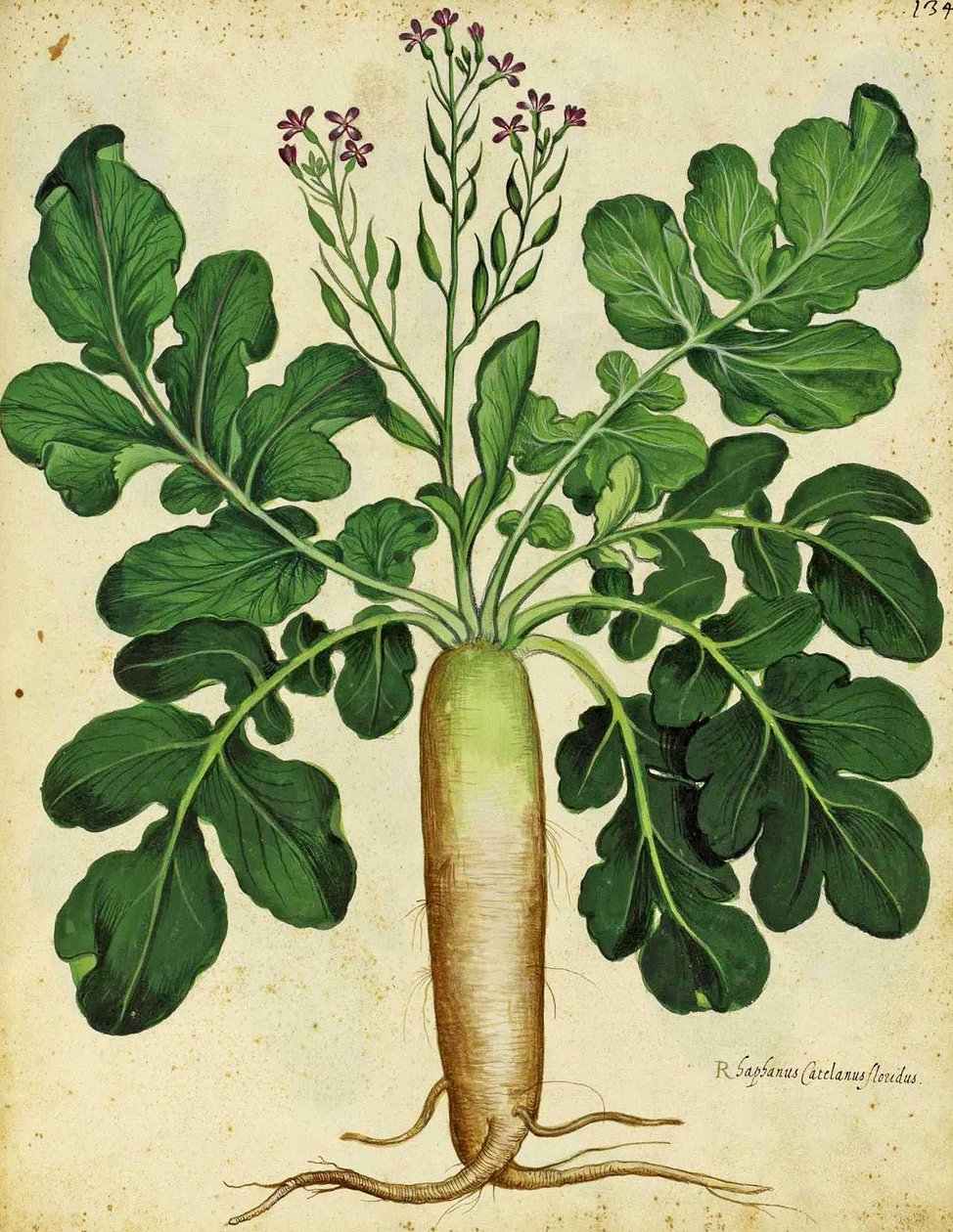 Long White Radish by Ulisse Aldrovandi by Italian School