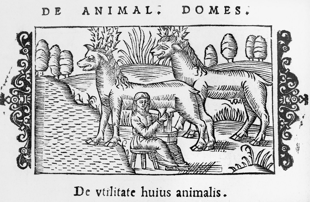 Milking Reindeers (illustration from Historia de Gentibus Septentrionalibus by Olaus Magnus, published in Rome, 1555) by Italian School