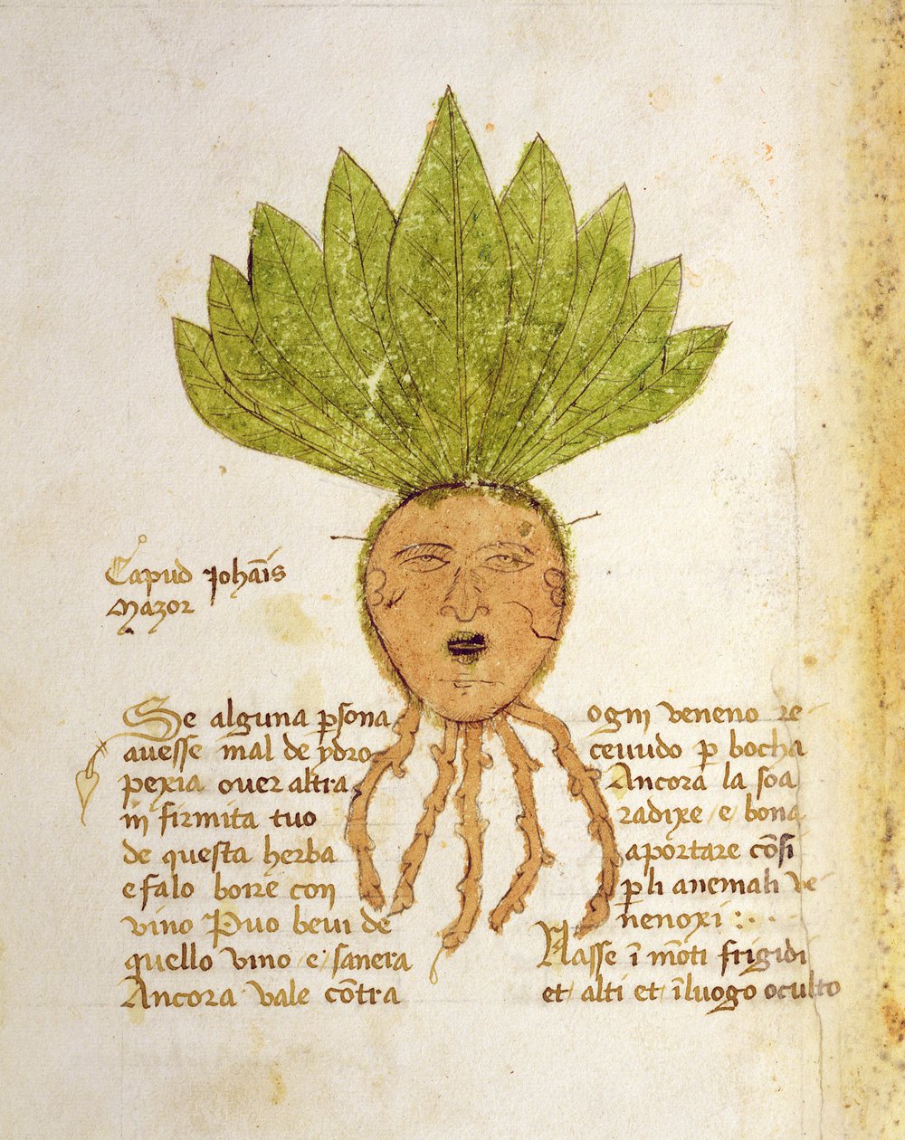 Herba Capud Johannis Mazor by Italian School