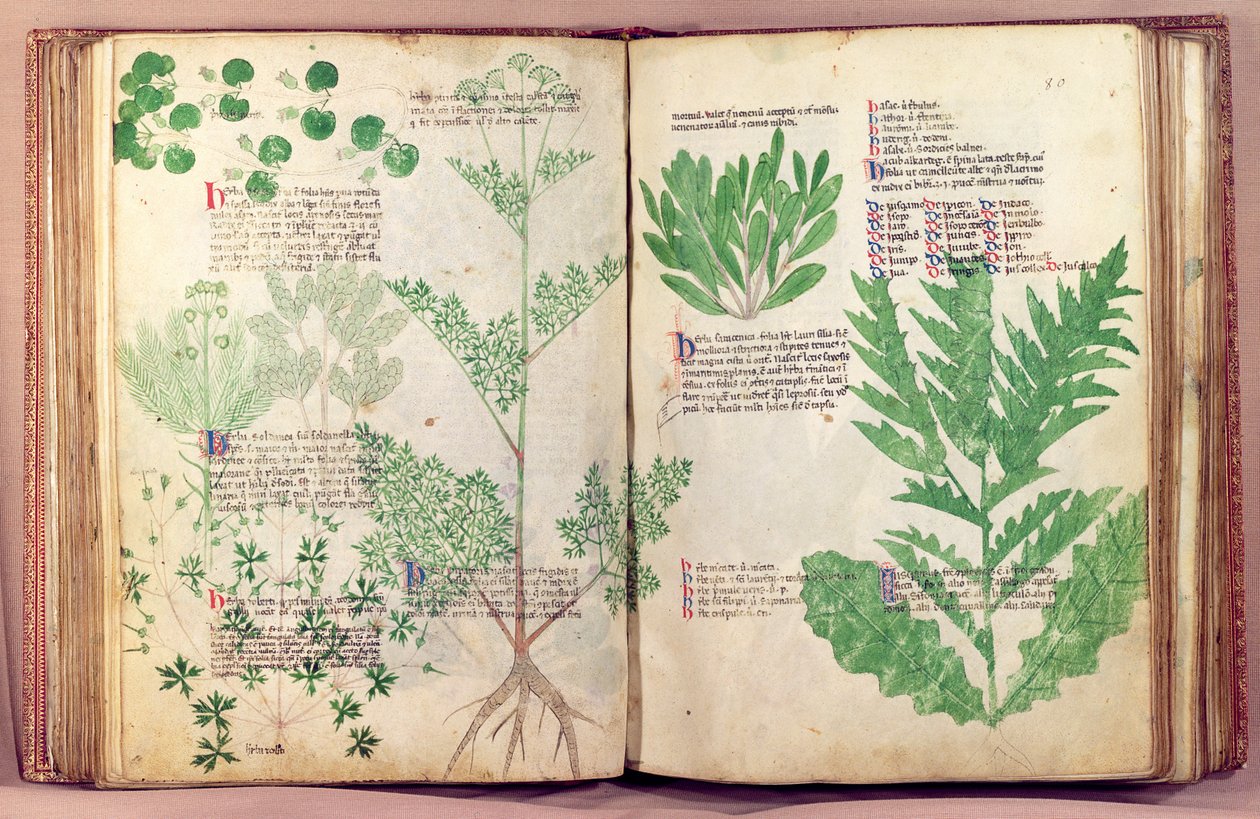 Plants from De Herbis by Manfredus de Monte Imperiali, c.1330-40 by Italian School