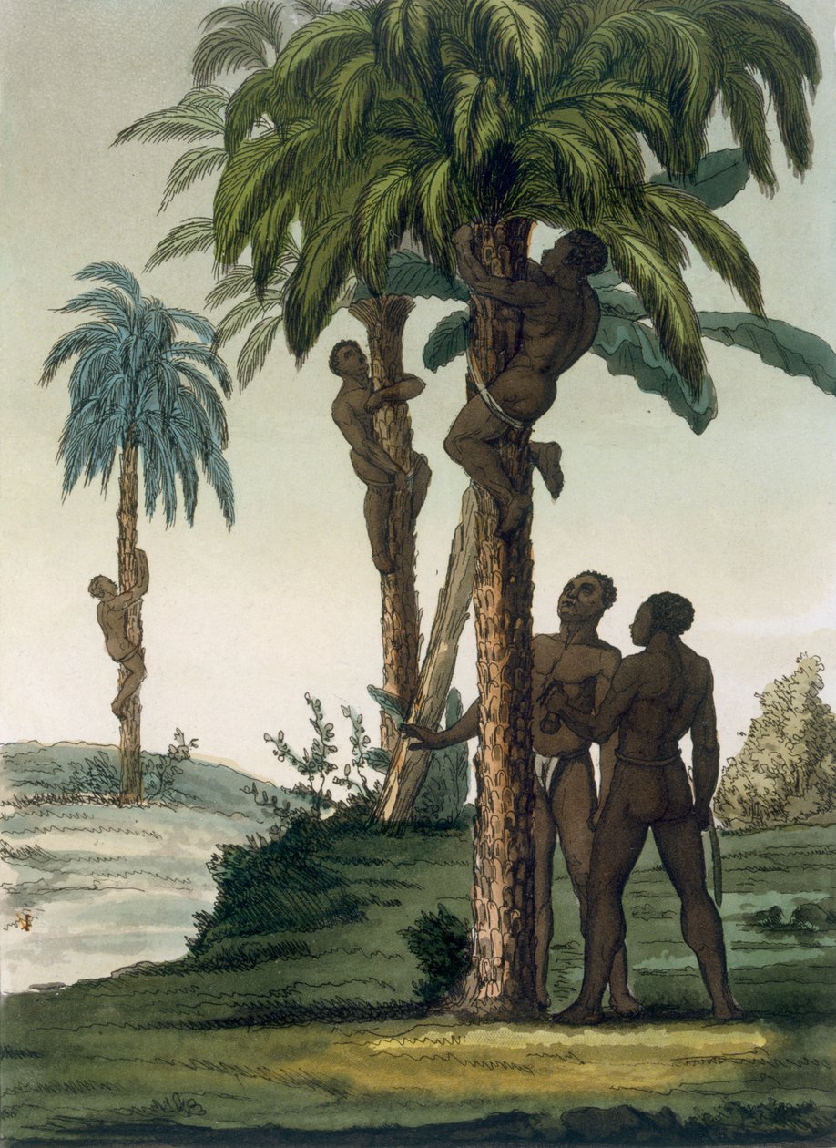 Natives Climb Palms Using Sling Halters Around Their Hips, 1820s-30s by Italian School