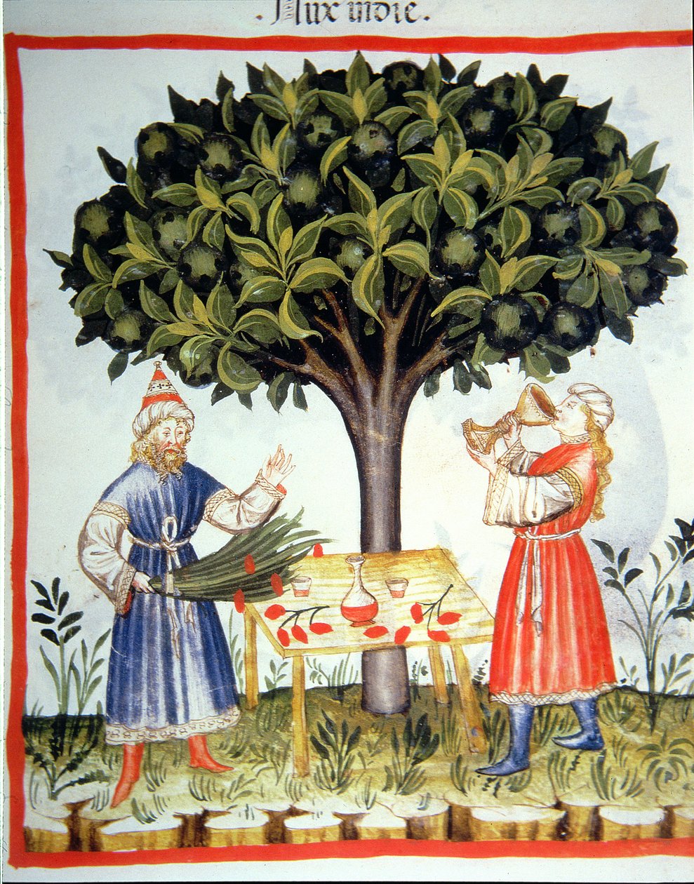Gathering Nutmeg, from Tacuinum Sanitatis by Italian School