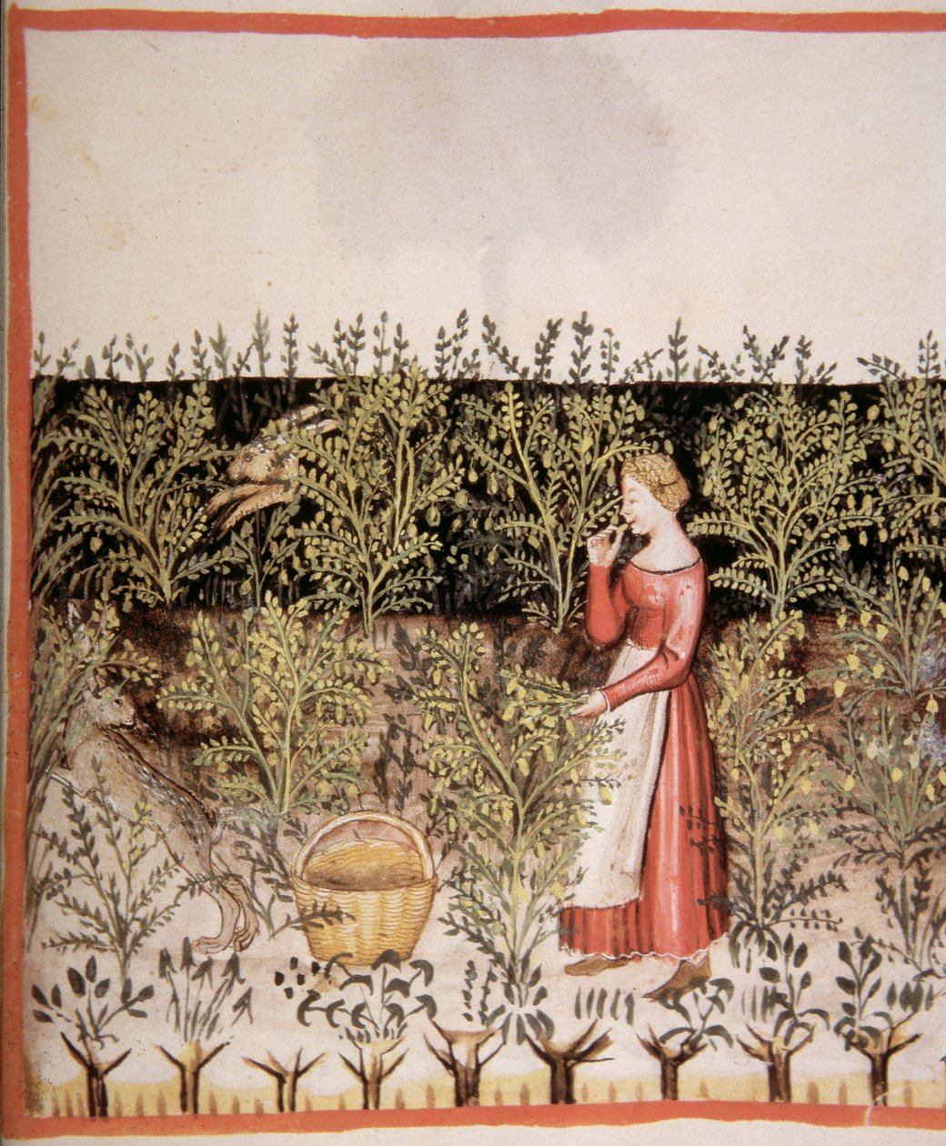 Picking Chickpeas, Tacuinum Sanitatis Codex Vindobonensis by Italian School