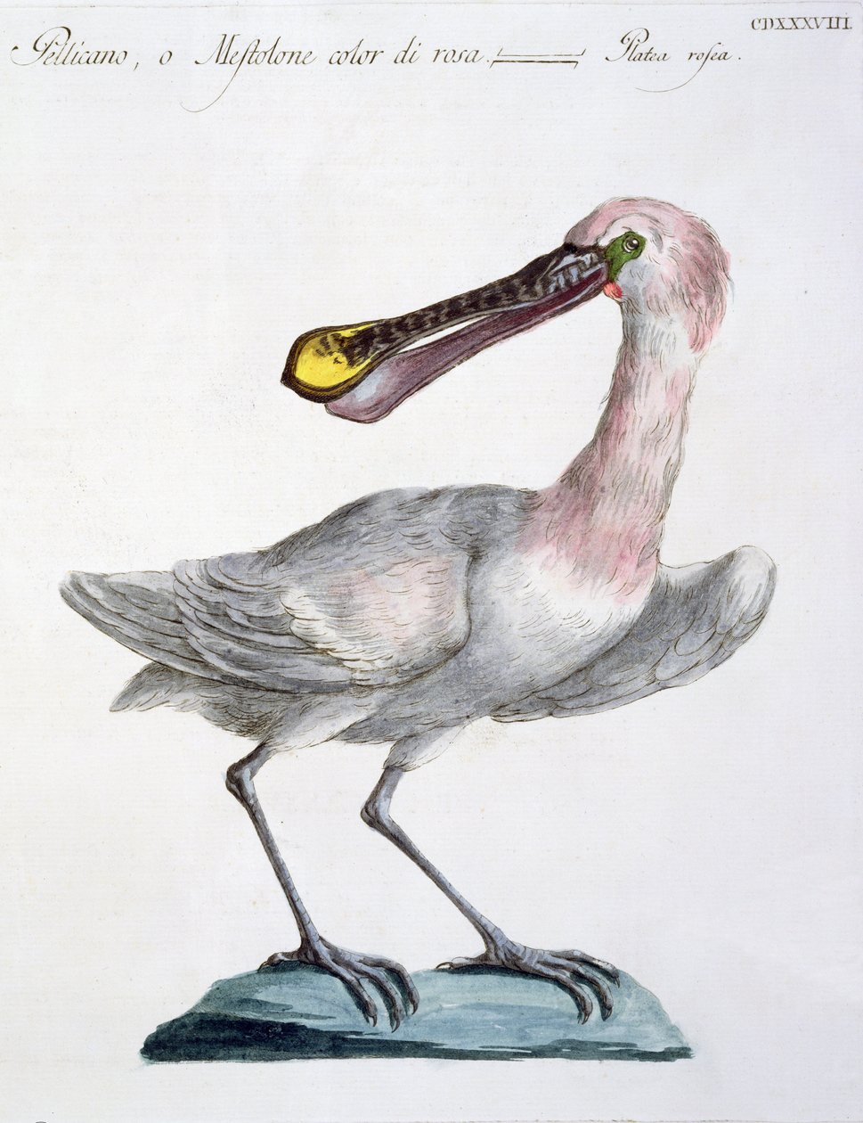 Pelican, c.1767-76 by Italian School