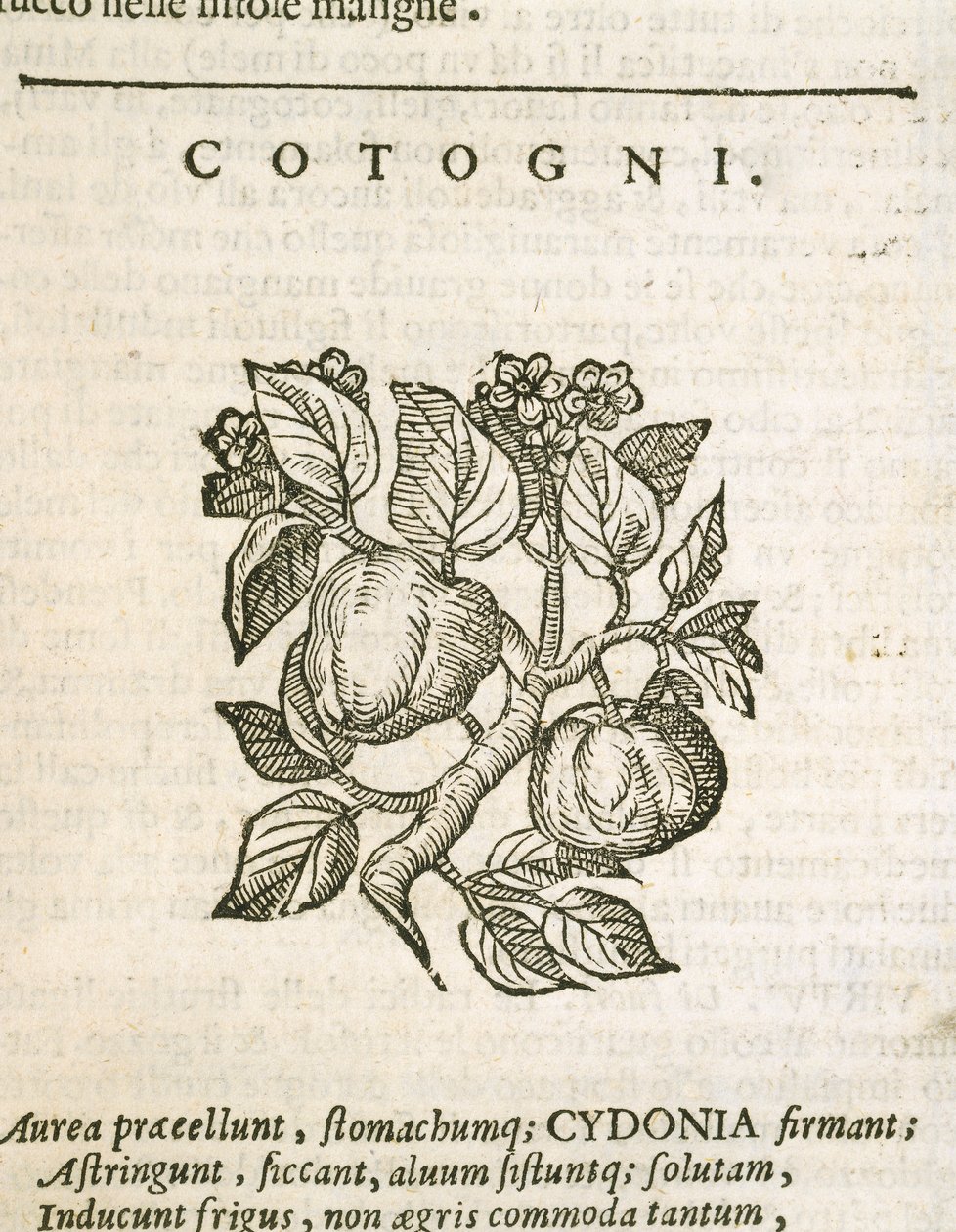 Quince (Cydonia oblonga), engraving by Castore Durante by Italian School