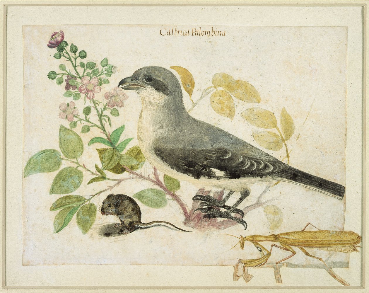 Shrike and a Praying Mantis (for Cassiano dal Pozzo Paper Museum) by Italian School