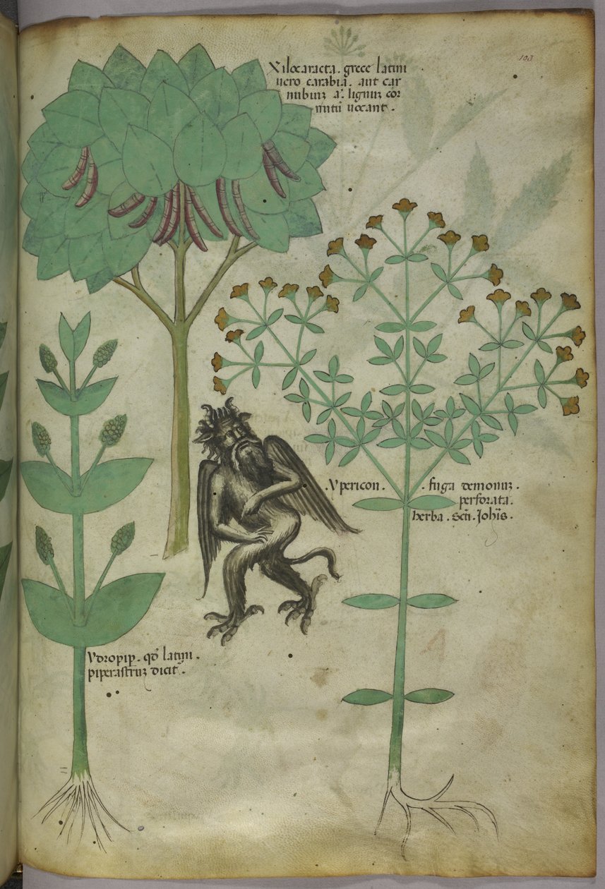 Miniature of plants and a demon: the herb Ypericon, supposedly repelled demons, from 