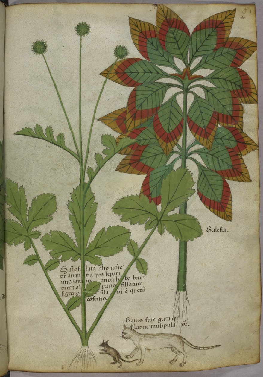 Plants, from 