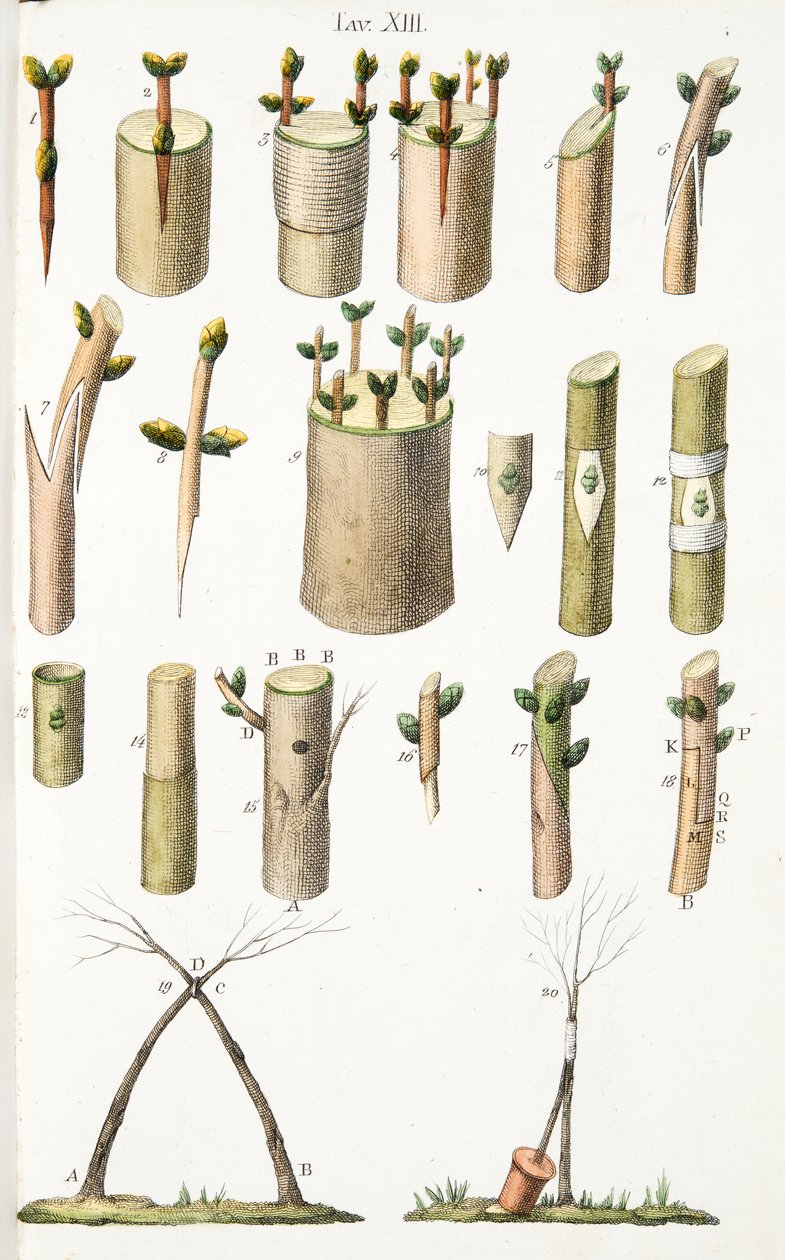 Various Examples of Grafting Fruit Trees, Plate XIV, from L