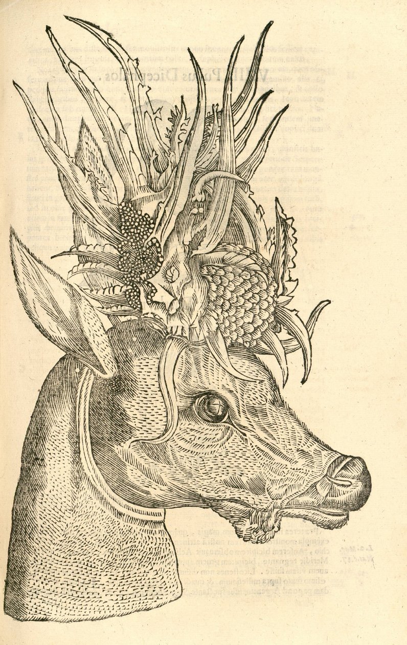 Illustration of Capreolus Polyceros from Aldrovandi