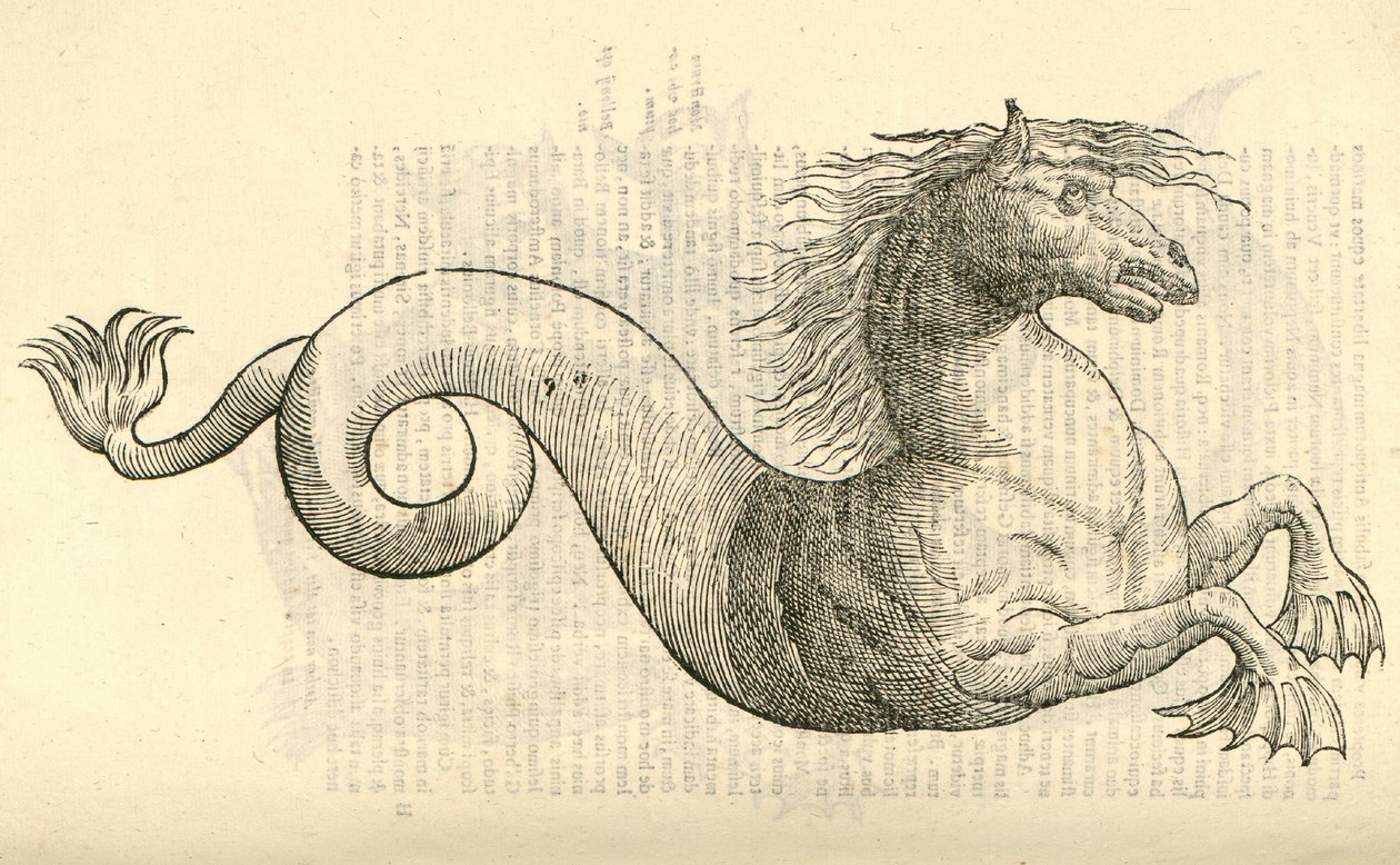 Illustration of Equus marinus monstrosus from Aldrovandi