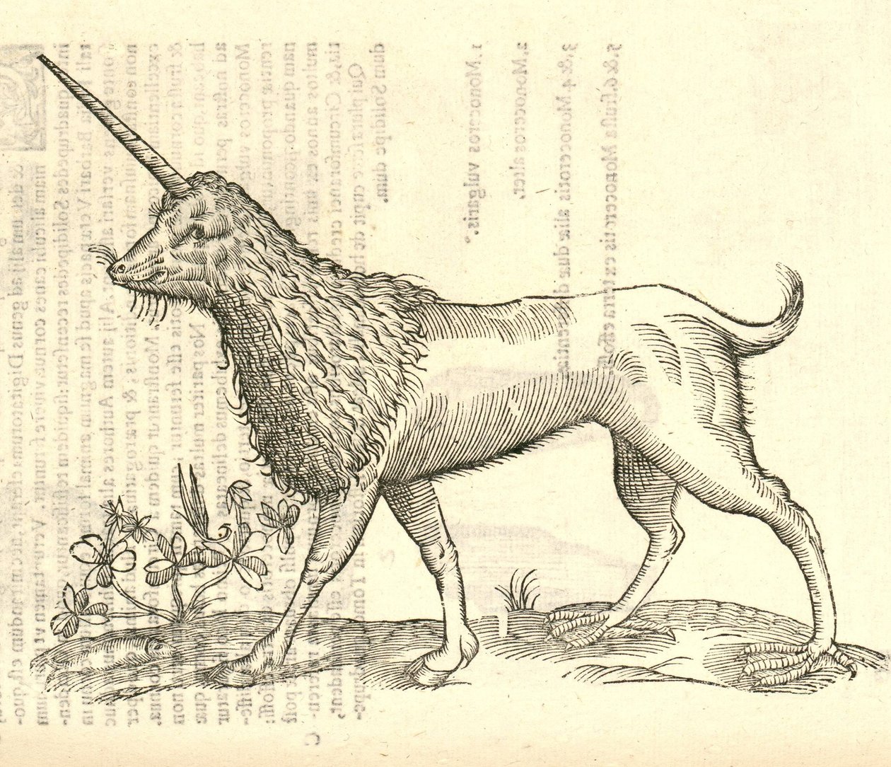 Illustration of a Camphurch from Aldrovandi