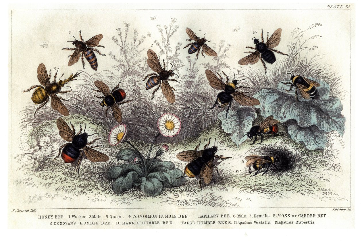 Study of different bees, engraved J. Bishop by J. Stewart