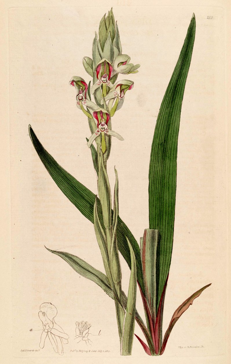 Illustration of Disa cernua by Jams  Watts