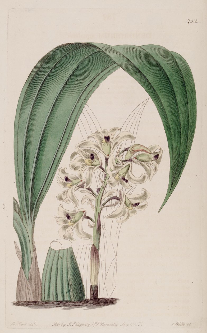 Illustration of Xylobium Squalens (as syn. Dendrobium Squalens) by Jams  Watts