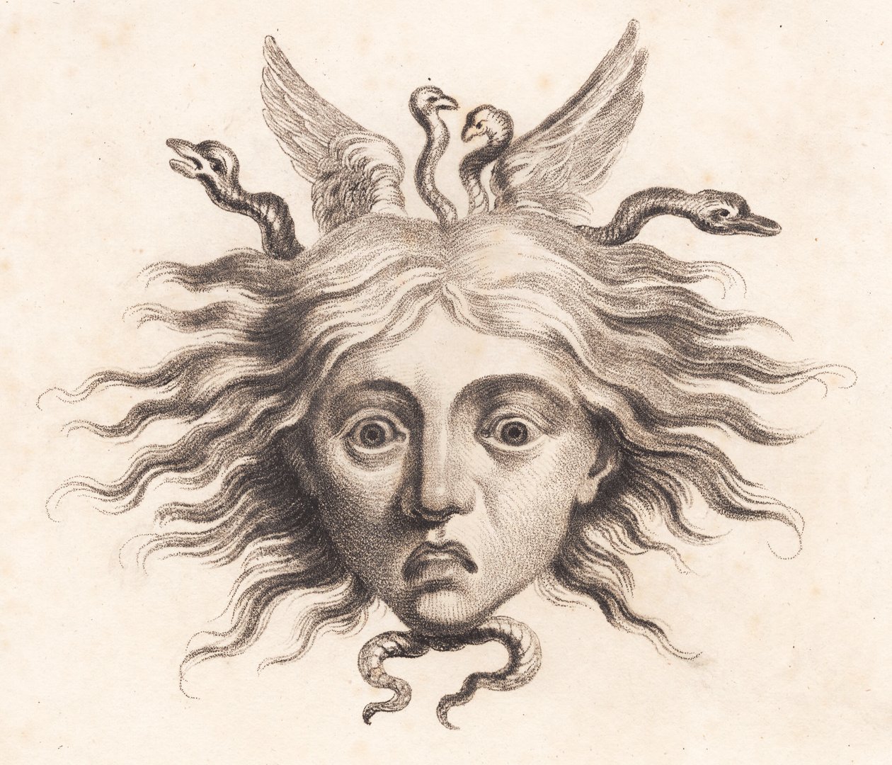 Medusa Head by J.F. Clemens