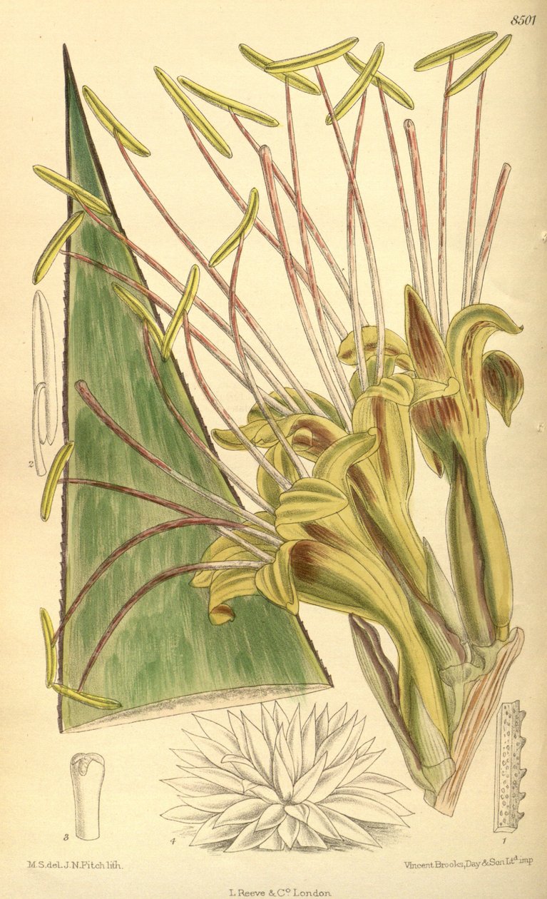 Agave warelliana, Asparagaceae, Agavoideae by J.N. Fitch