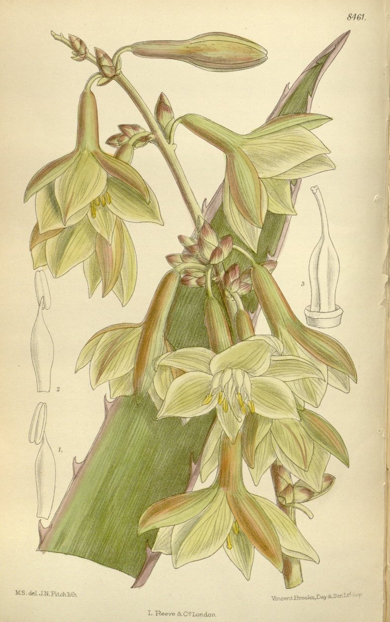 Furcraea elegans (= Furcraea stricta), Asparagaceae, Agavoideae by J.N. Fitch