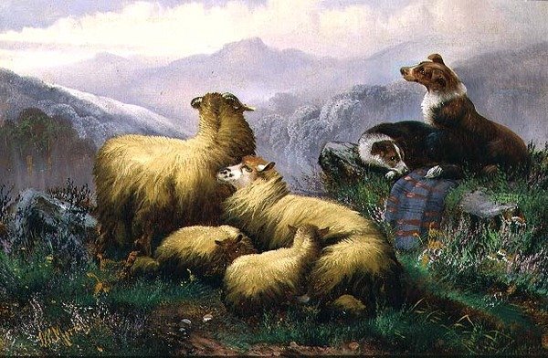 Sheep Dogs and Sheep in the Scottish Highlands by J.W. Morris