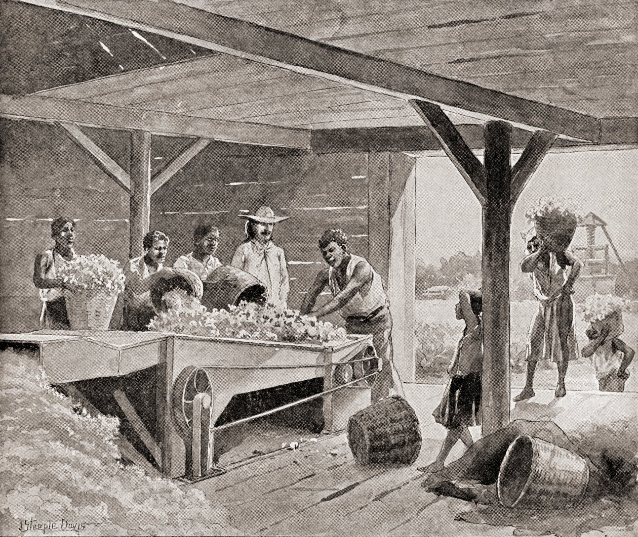 Slaves Working with a 19th Century Cotton Gin on a Plantation in a Southern State of the United States of America, from The History of Our Country, Published 1905 by J. (after) Steeple Davis