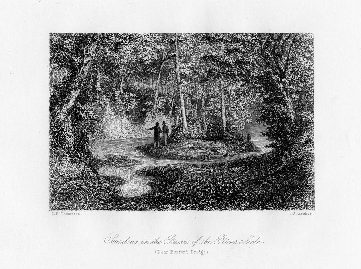Swallows in the Banks of the River Mole, Surrey, 19th Century by J. Archer