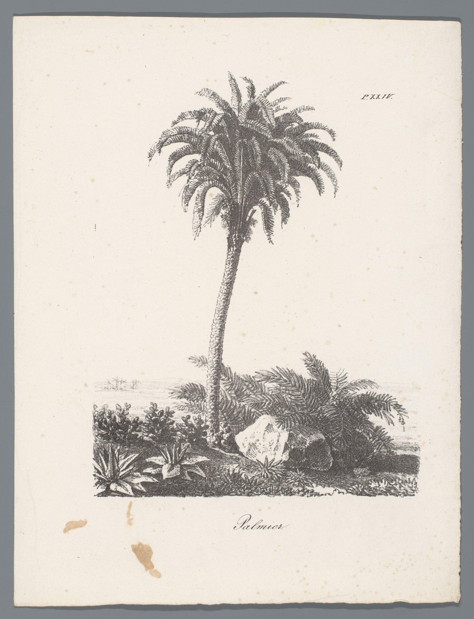 Palm Tree (Studies of Trees) by J. Bernard