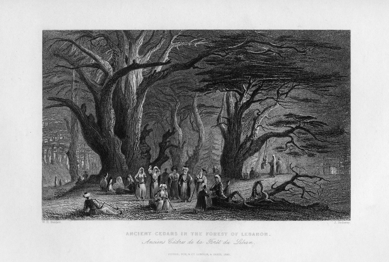 Ancient Cedars in the Forest of Lebanon, 1841 by J. Redaway