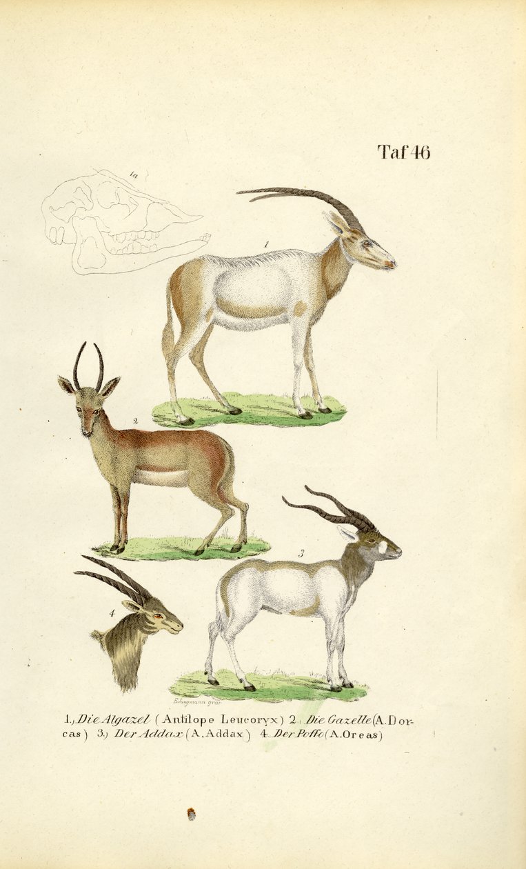 African Antelope Species by J. W. Tenhaeff