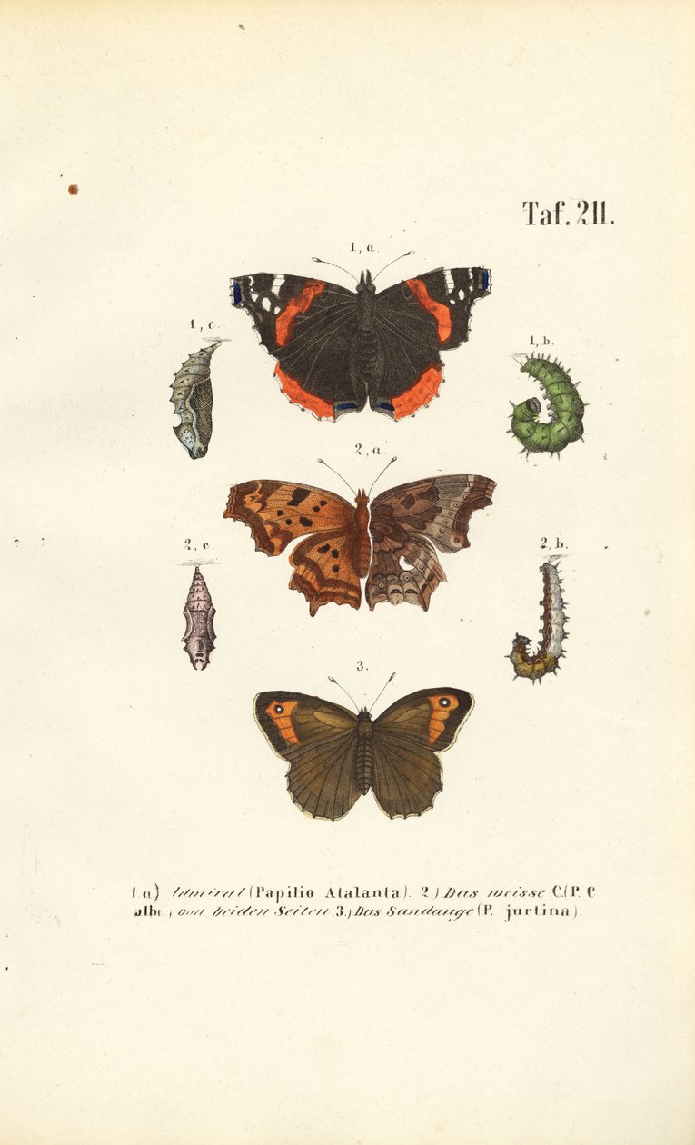 Butterflies and Their Developmental Stages by J. W. Tenhaeff