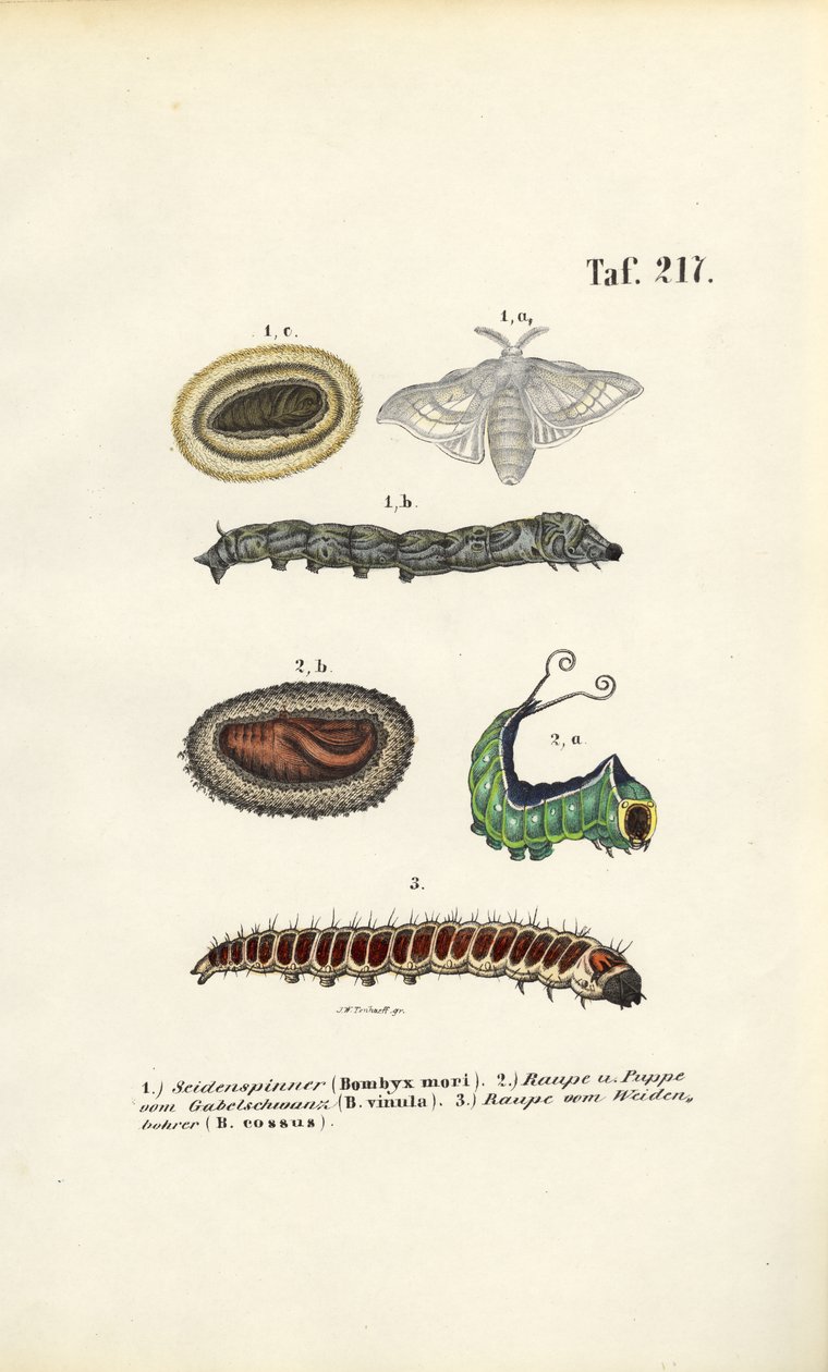 Caterpillars and Developmental Stages of Economically Important Moths by J. W. Tenhaeff