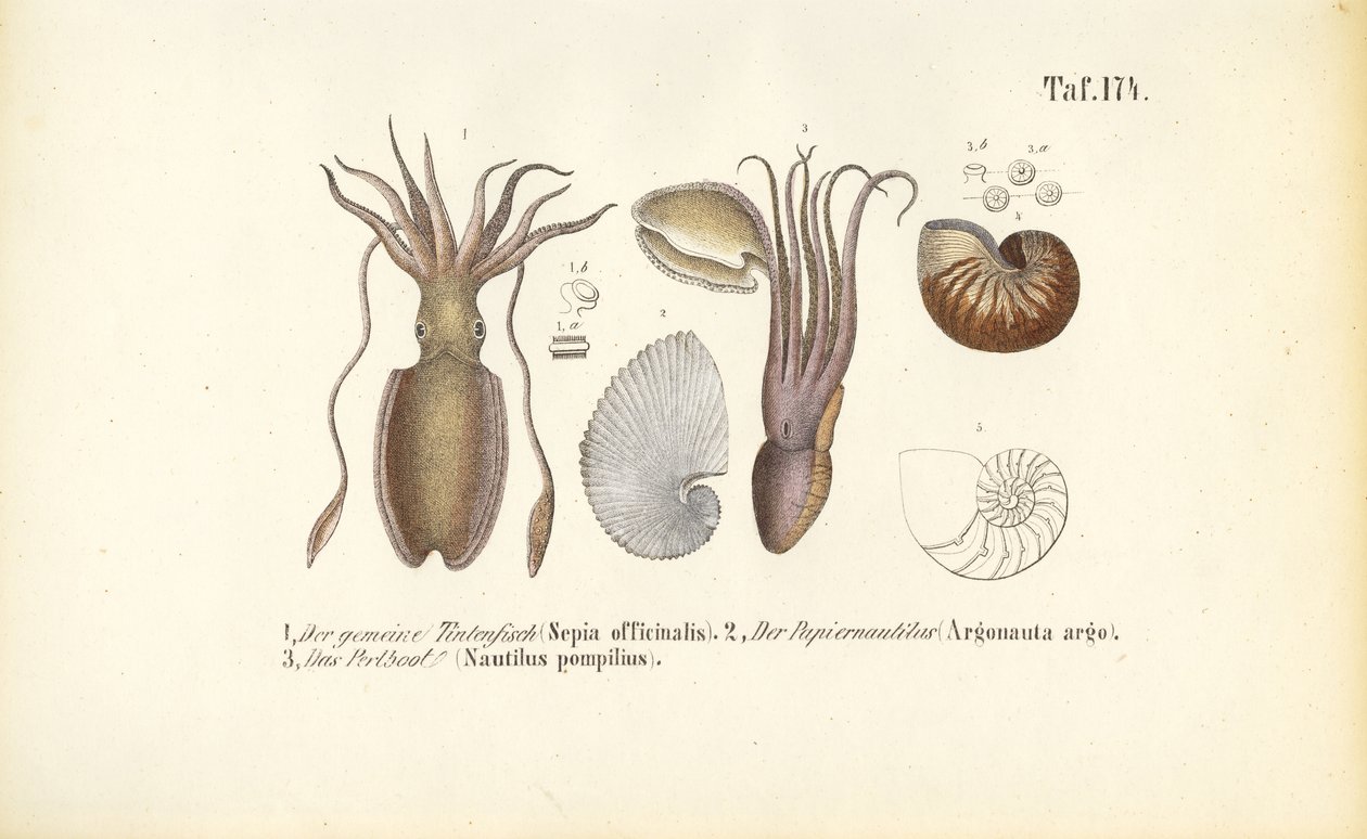 Cephalopods: Cuttlefish, Paper Nautilus and Chambered Nautilus by J. W. Tenhaeff