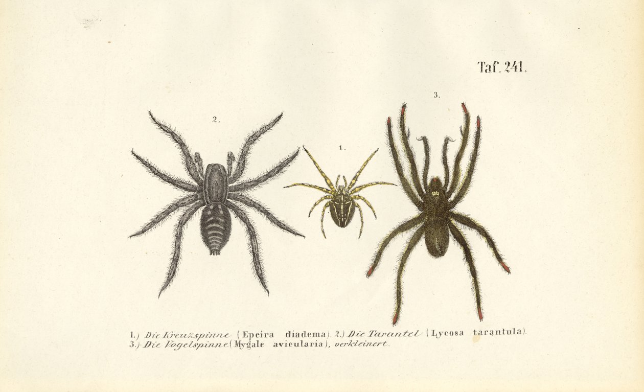 Dangerous Spider Species by J. W. Tenhaeff