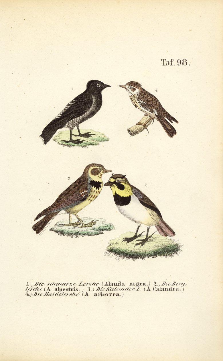 Different Species of Larks by J. W. Tenhaeff
