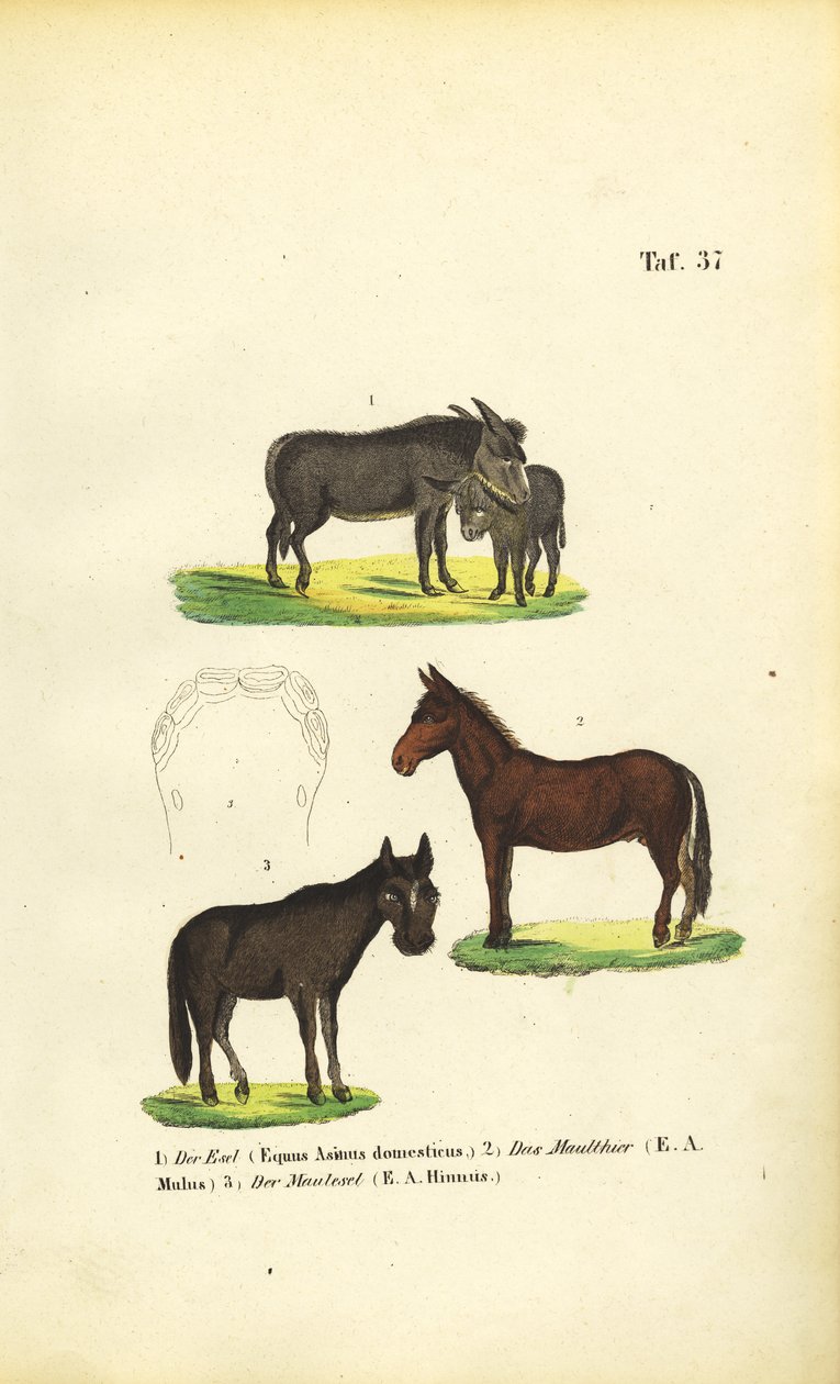 Domestic Donkey, Mule and Hinny by J. W. Tenhaeff