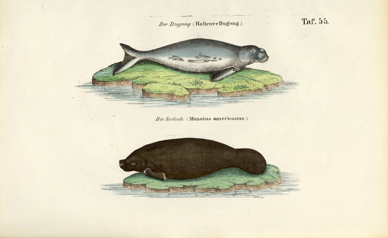 Dugong and Manatee by J. W. Tenhaeff