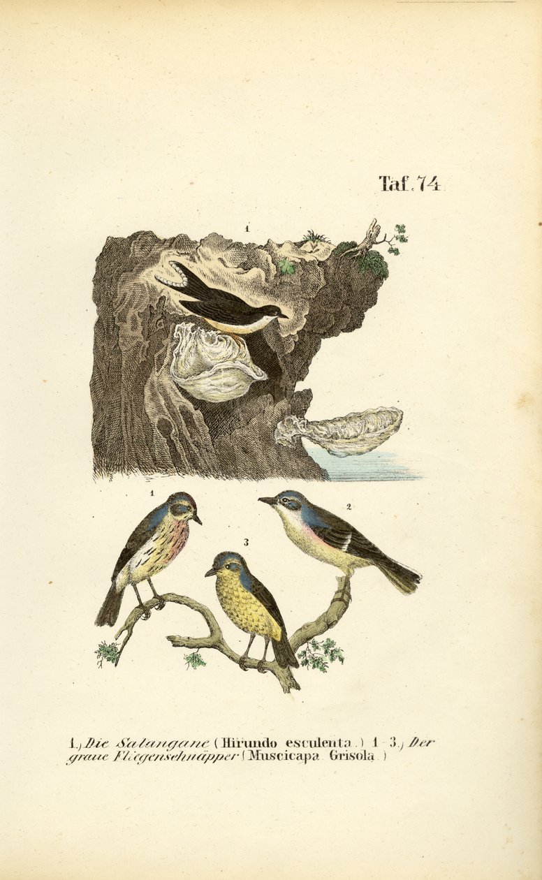Edible-nest Swiftlet and Spotted Flycatchers by J. W. Tenhaeff