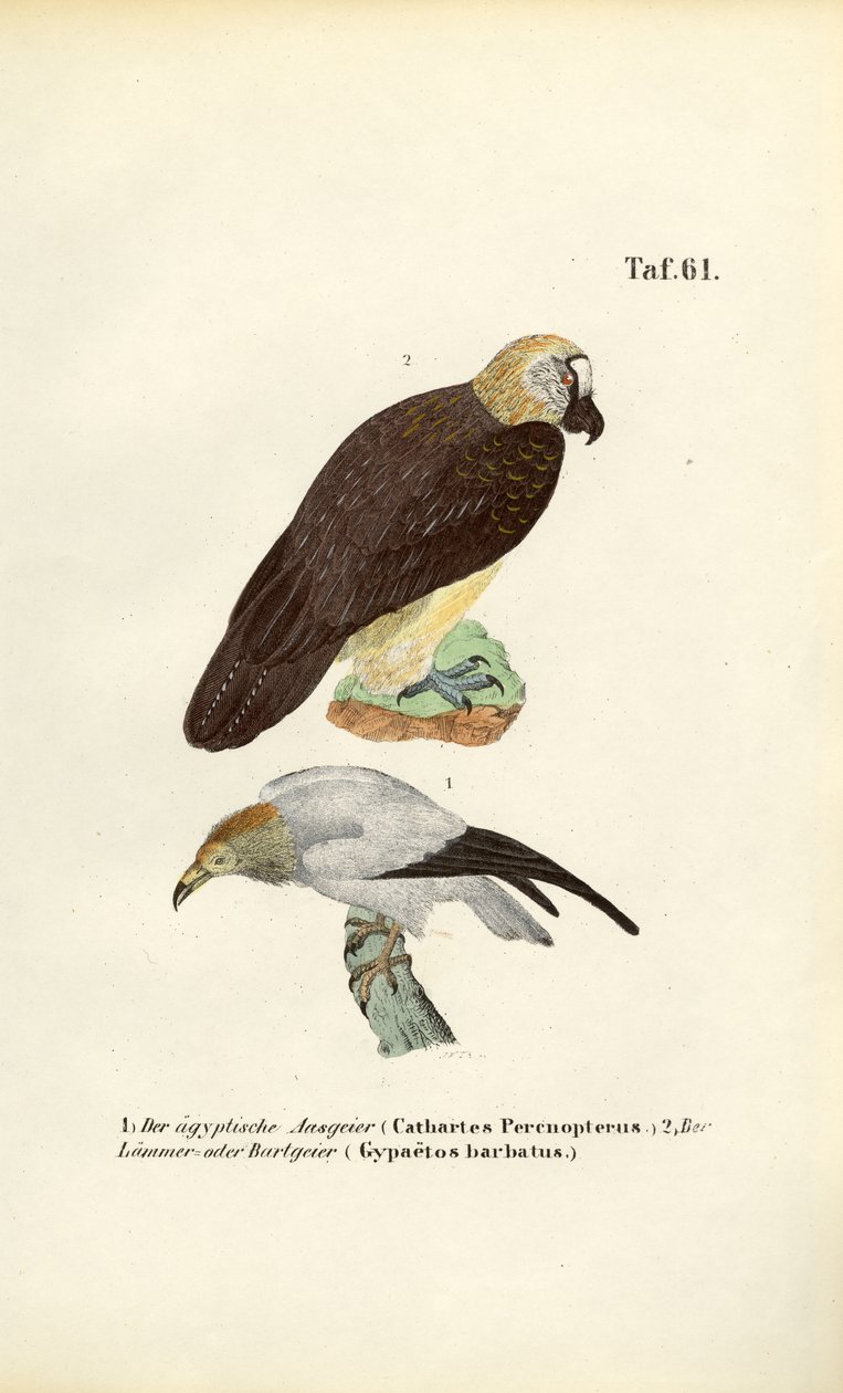 Egyptian Vulture and Bearded Vulture by J. W. Tenhaeff