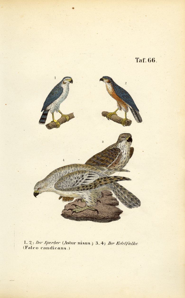 Eurasian Sparrowhawk and Gyrfalcon by J. W. Tenhaeff